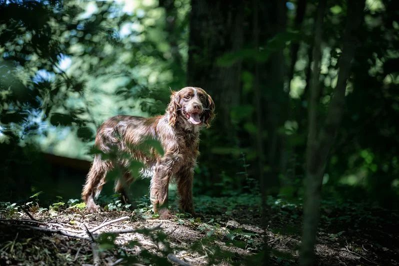 CH. Rak (Sans Affixe)