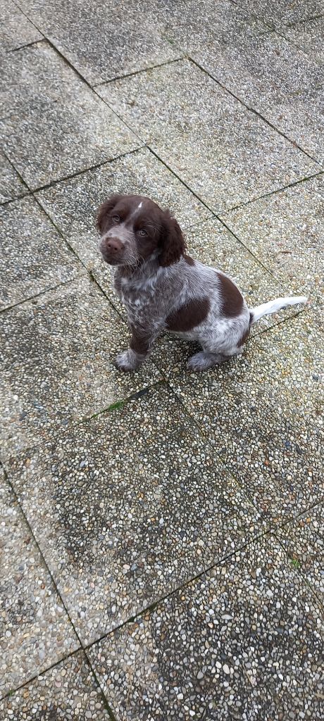Des Rives Du Chiron - Chiots disponibles - Epagneul de Saint Usuge