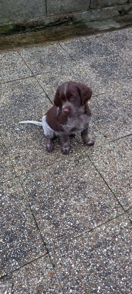 Des Rives Du Chiron - Chiots disponibles - Epagneul de Saint Usuge