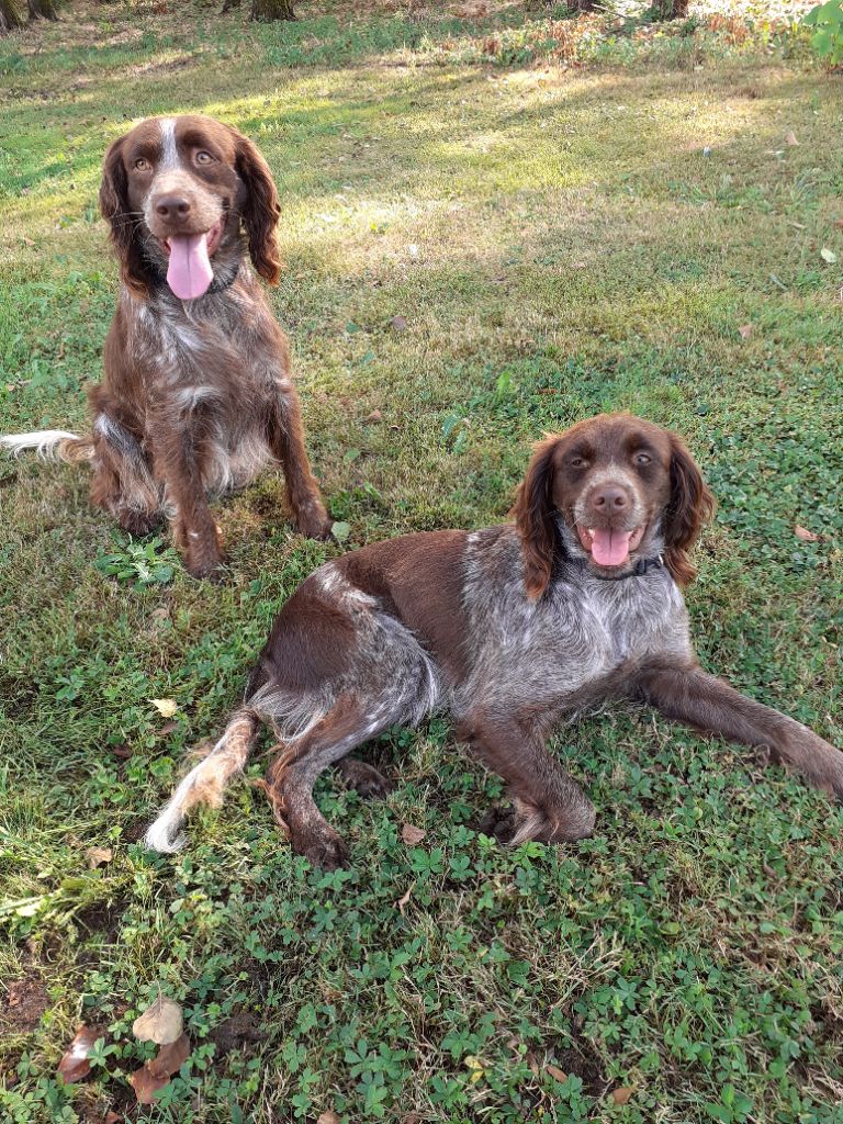 Des Rives Du Chiron - Epagneul de Saint Usuge - Portée née le 24/10/2024