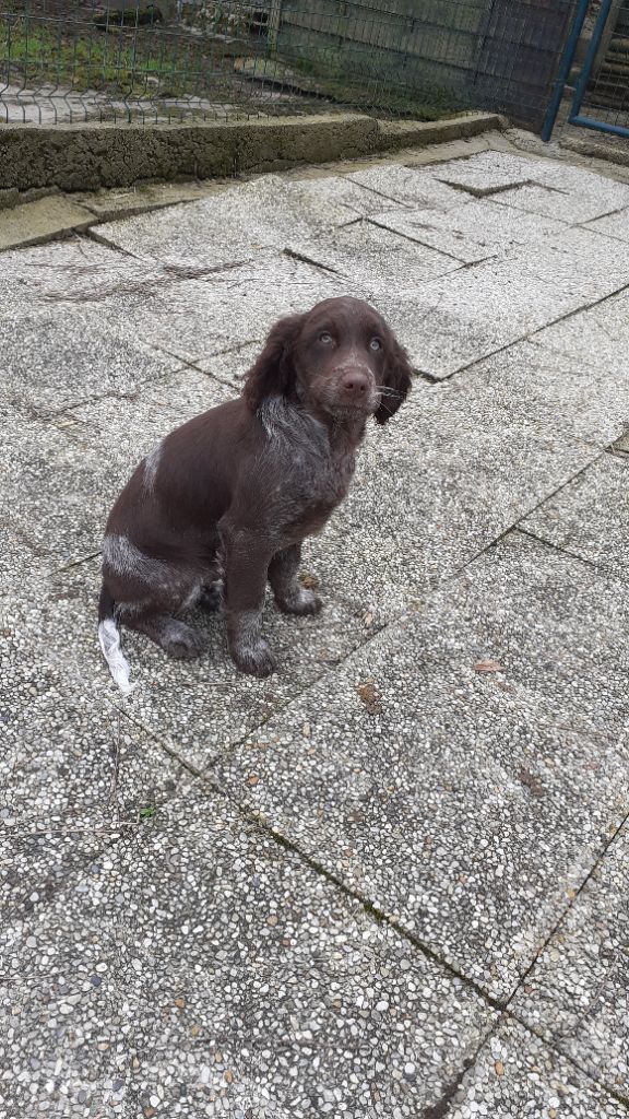 Des Rives Du Chiron - Chiots disponibles - Epagneul de Saint Usuge